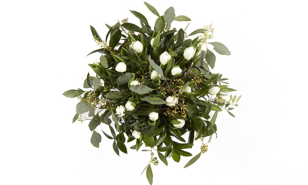 Valkoista tulppaania.