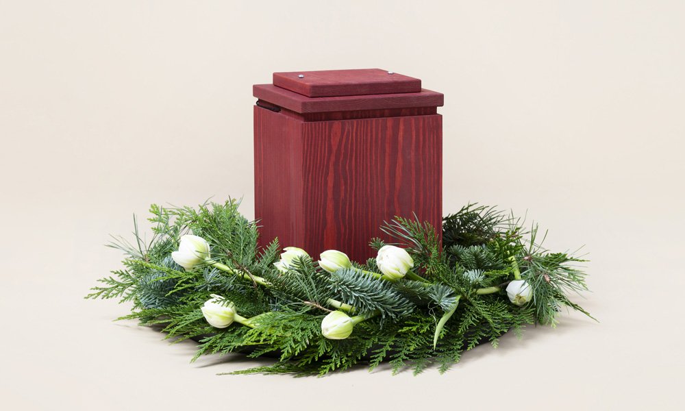 Valkoista tulppaania ja talvisia havuja.